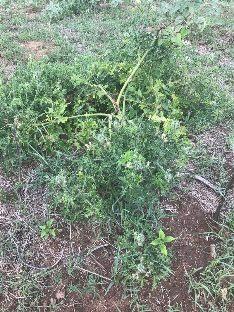 Cnidoscolus texanus — houseplant care guide