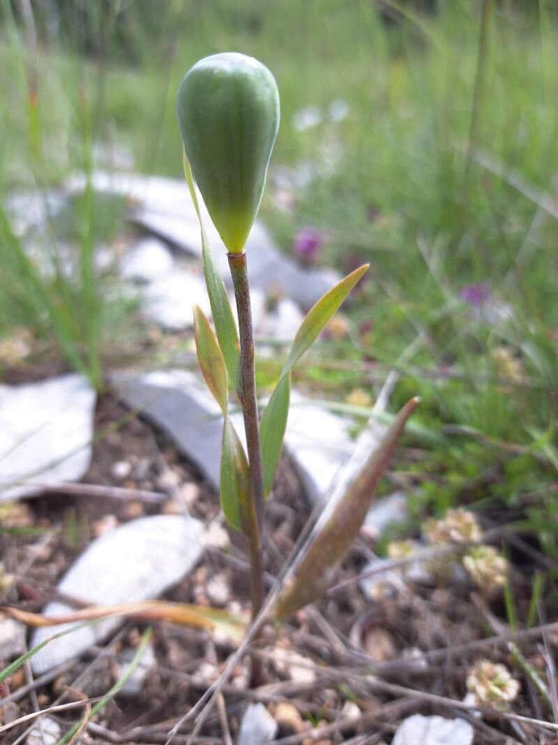 Fritillaria tubaeformis fruit