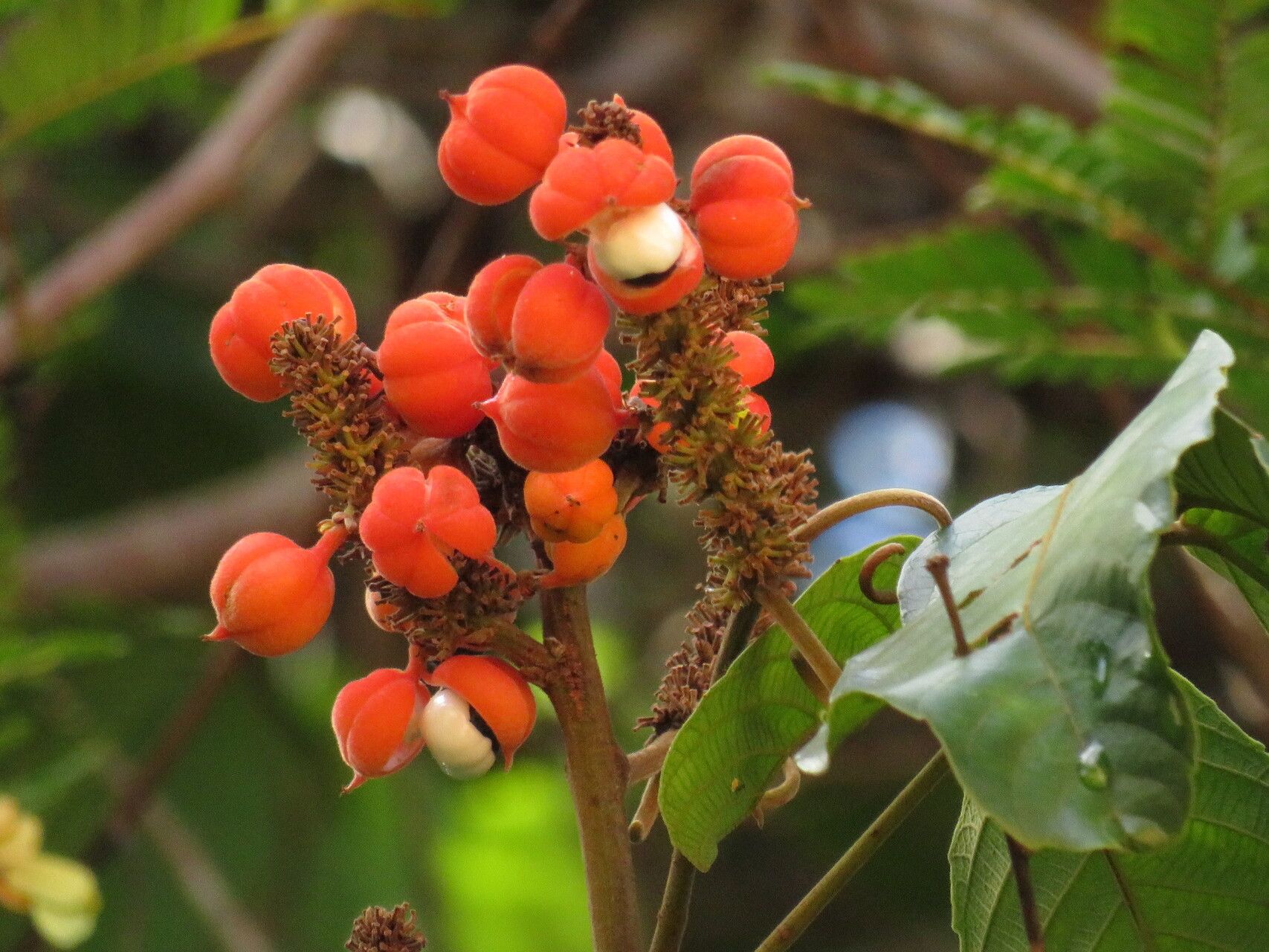 Paullinia stellata — houseplant care guide