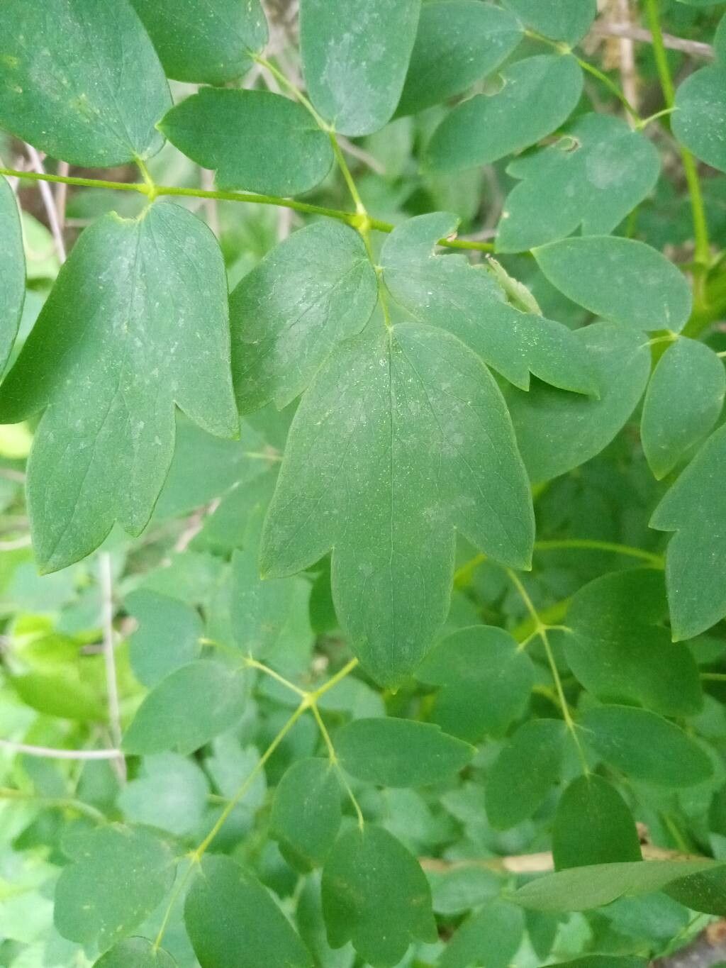 Thalictrum dasycarpum — houseplant care guide