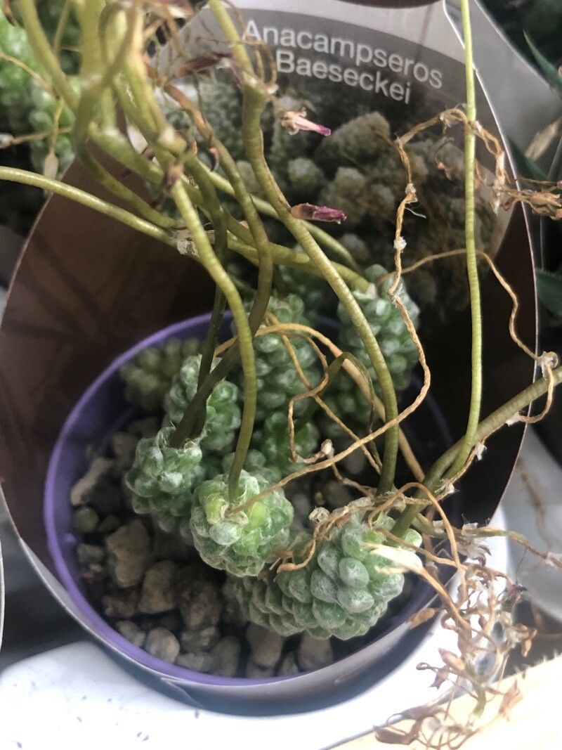 Anacampseros namaquensis leaf