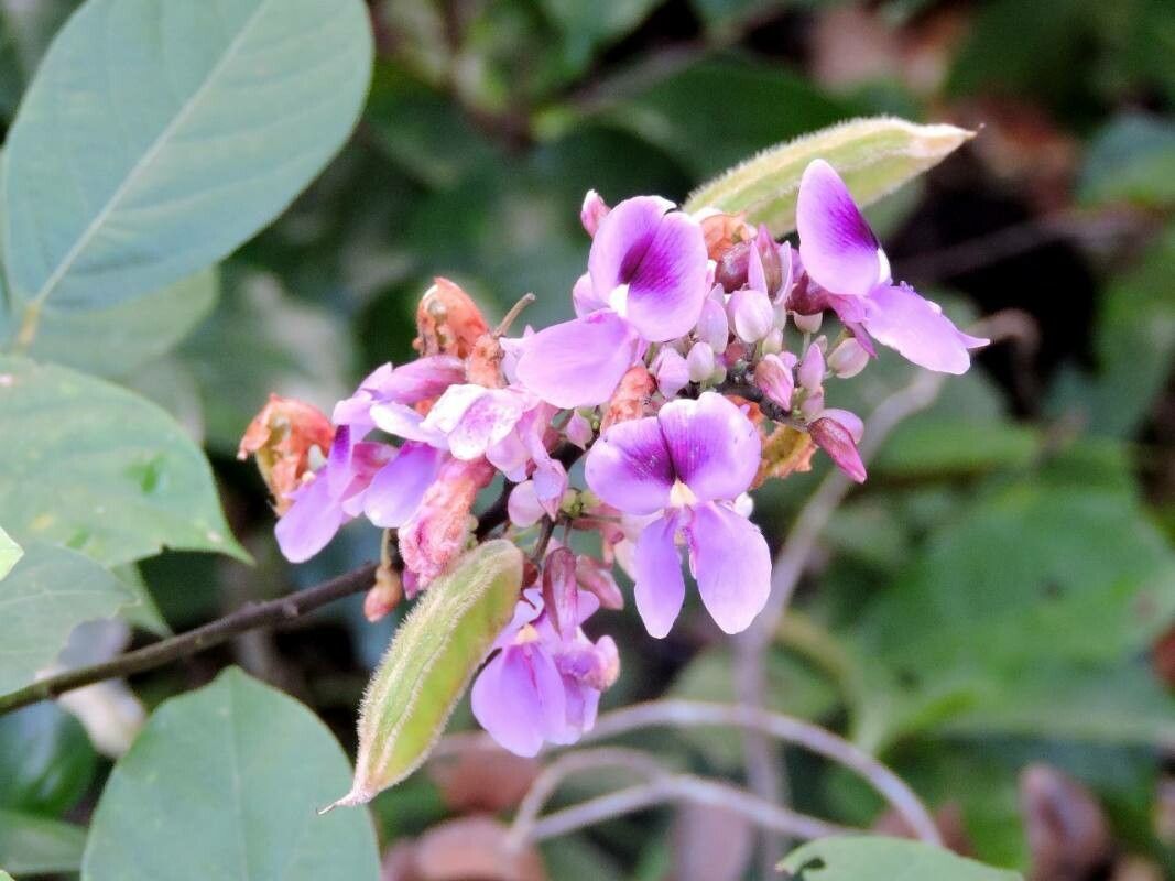 Dioclea virgata — houseplant care guide