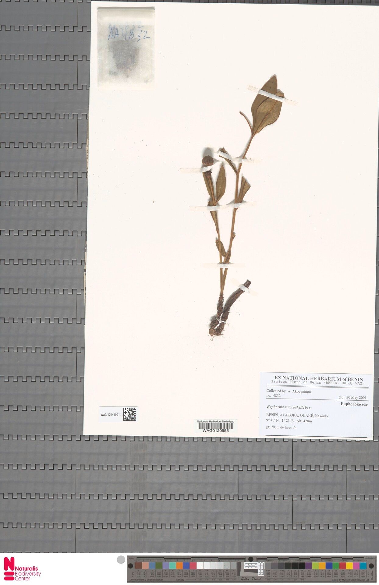 Euphorbia macrophylla — houseplant care guide