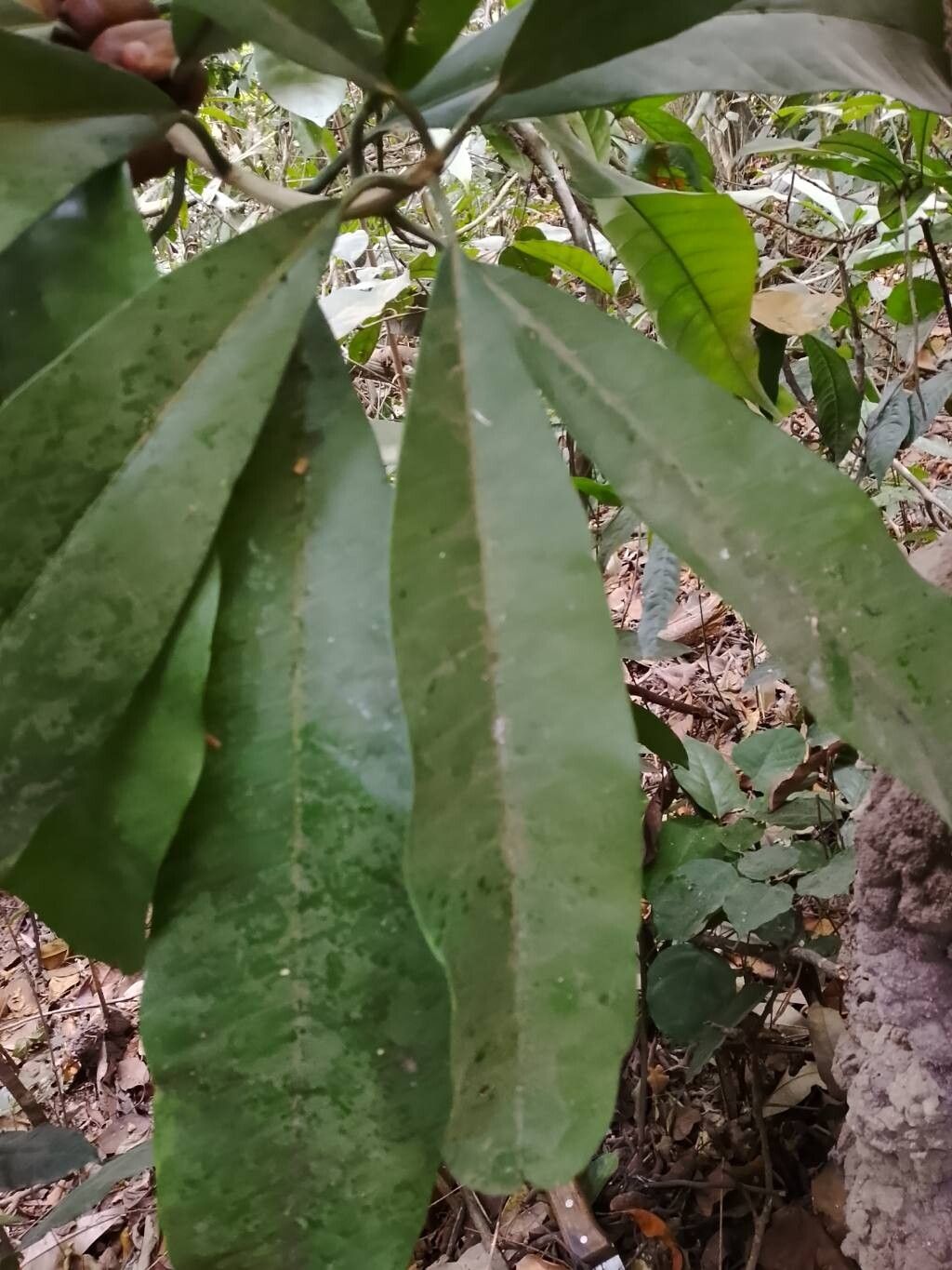 Manilkara dawei leaf