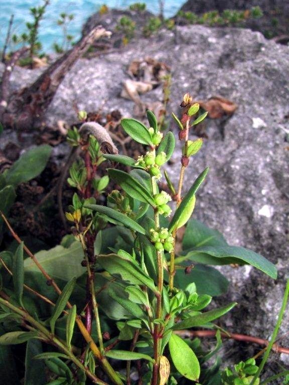 Haloragis prostrata — related species from the same genus
