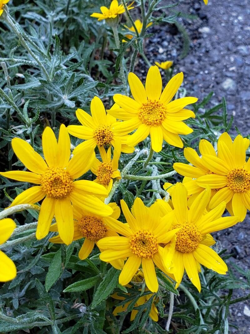 Eriophyllum lanatum flower