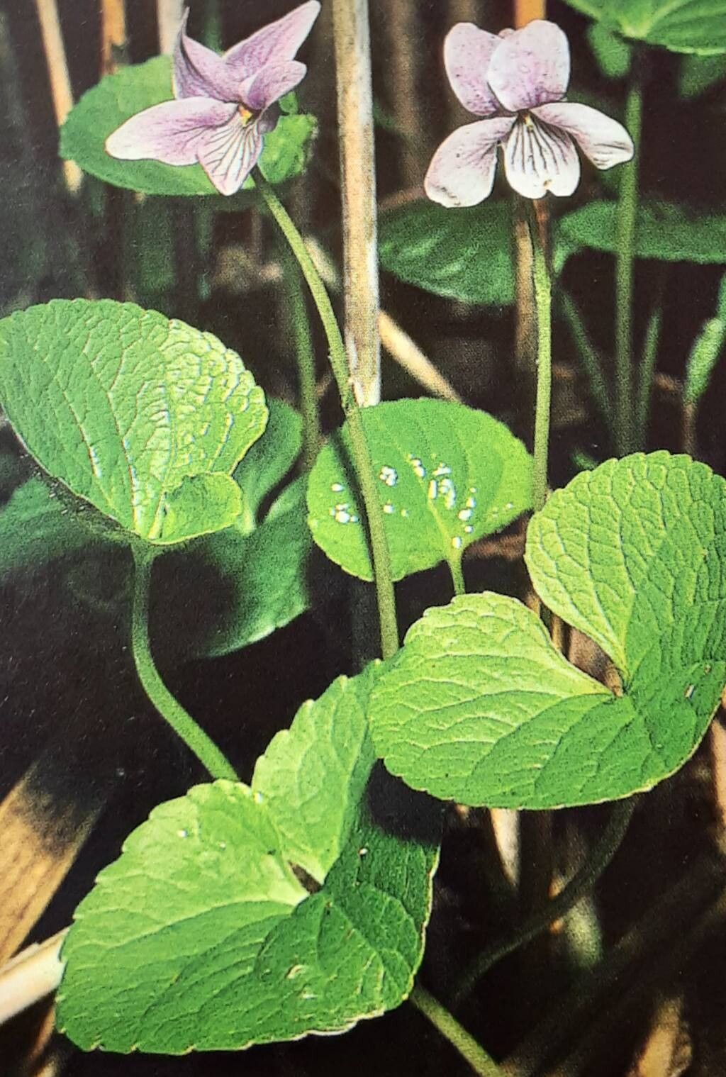 Viola epipsila — search result for 'Poland'