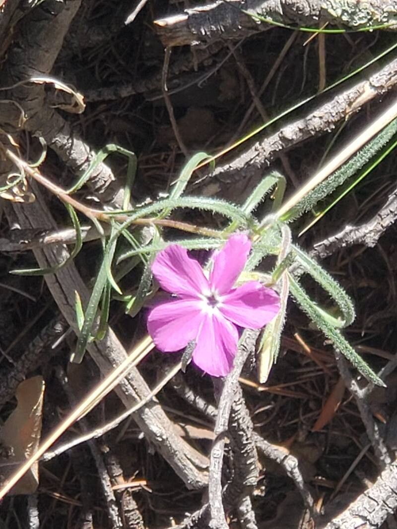 Phlox nana — search result for 'Phlox'