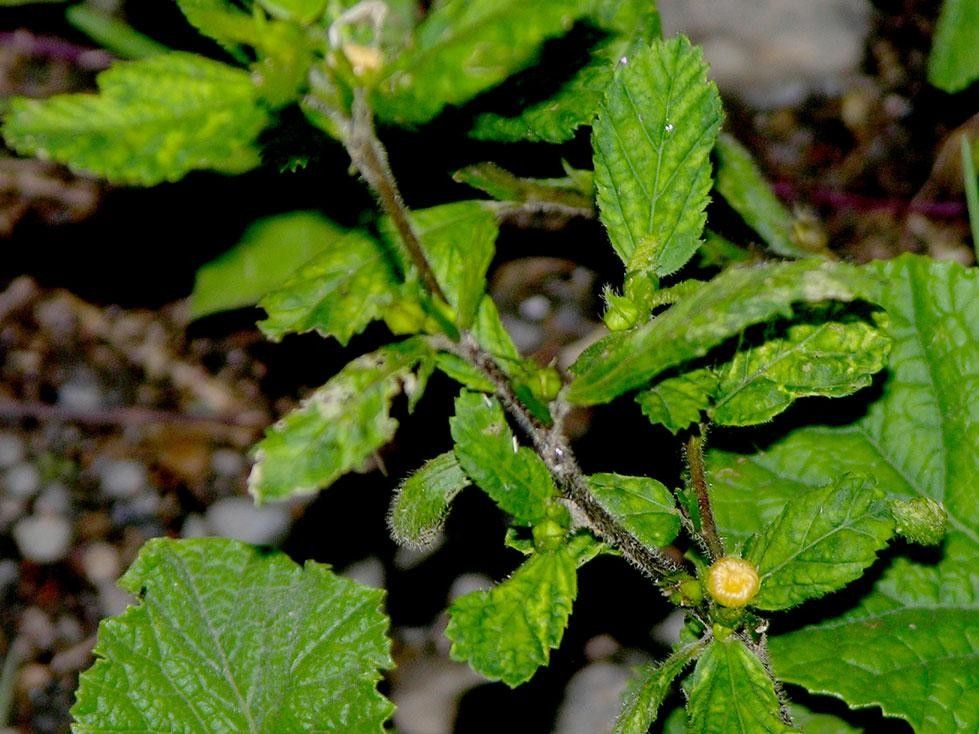 Sida hirsutissima — search result for 'Sida'