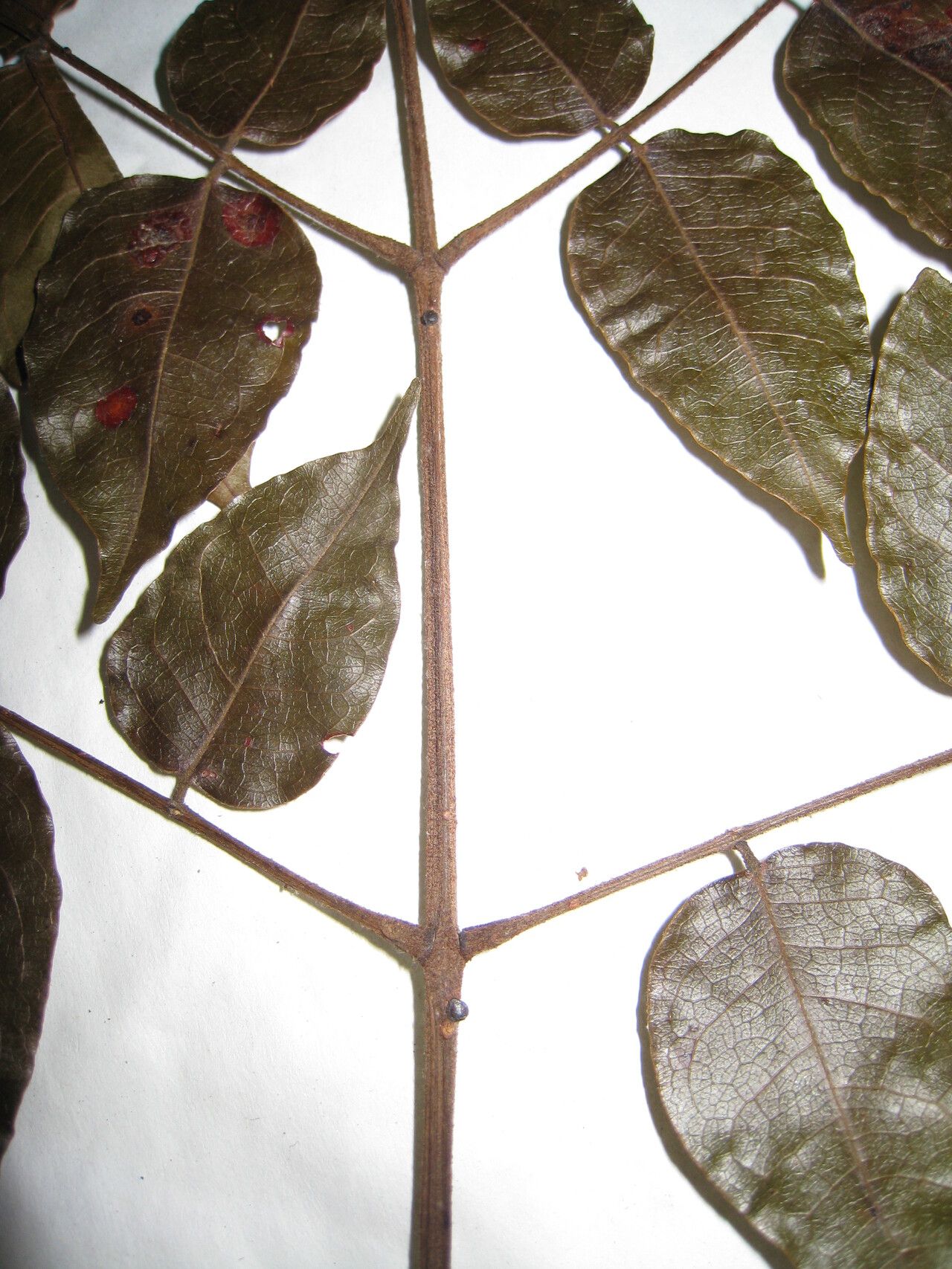 Stryphnodendron polystachyum other