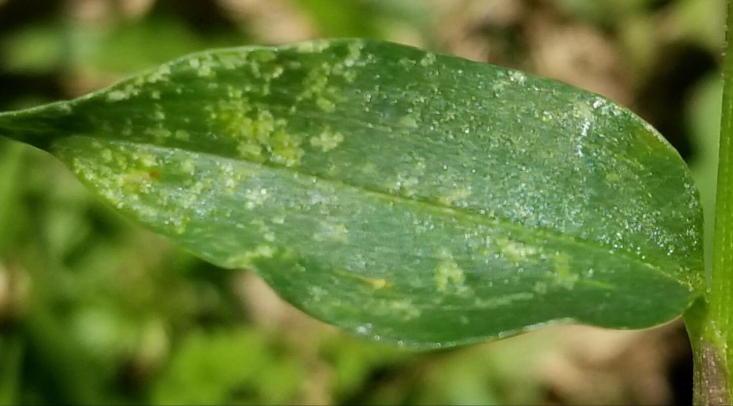 Commelina cyanea — search result for 'Commelina'