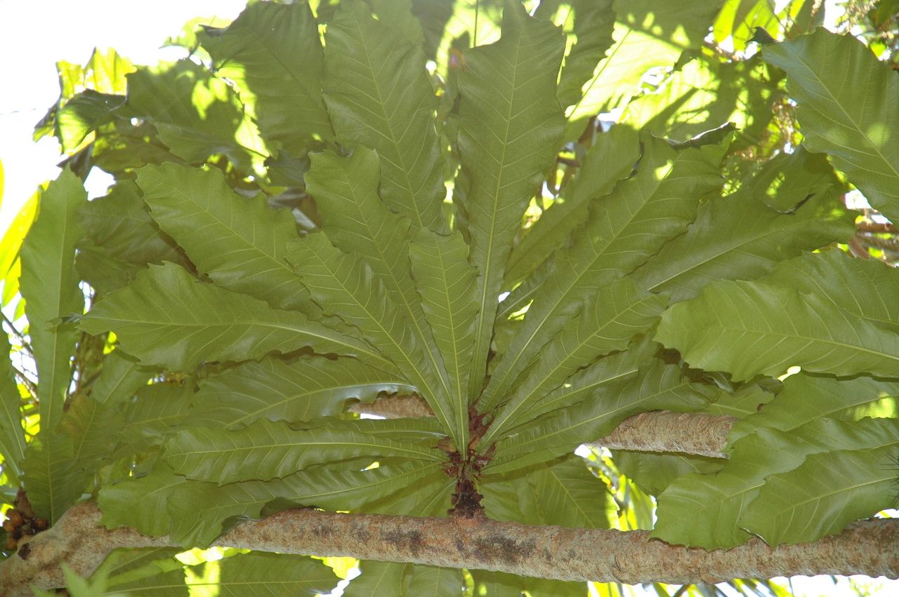 Ficus pseudopalma leaf