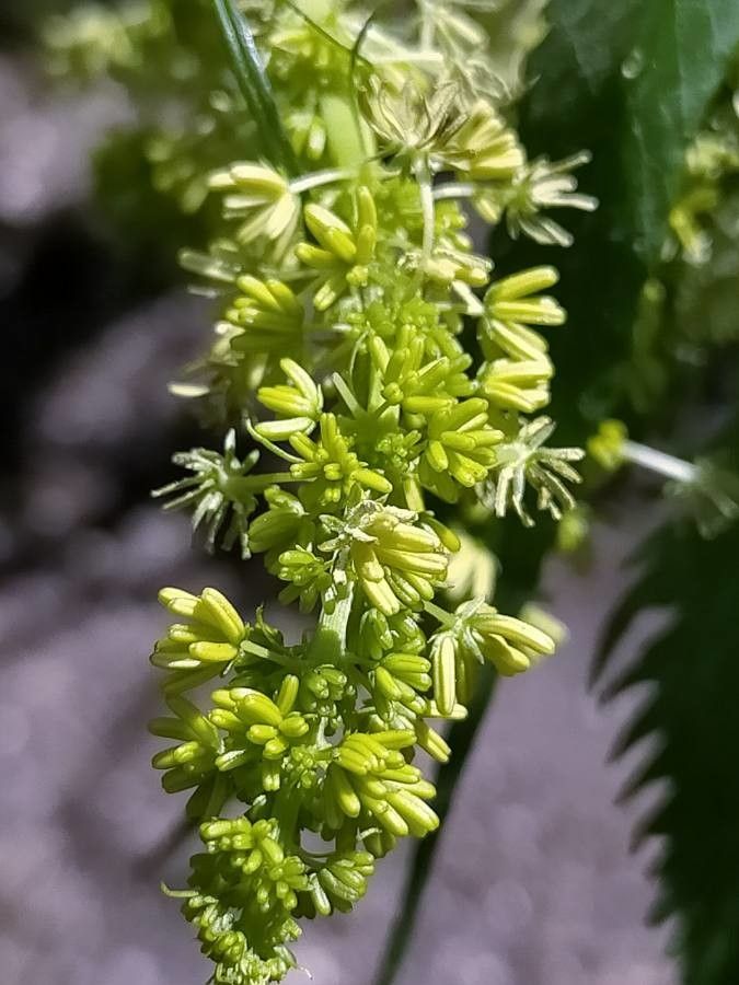 Datisca cannabina flower