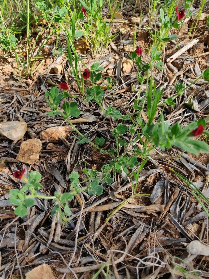 Lotus purpureus habit