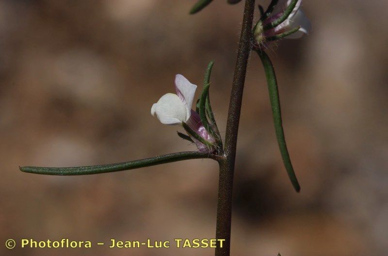 Misopates microcarpum flower
