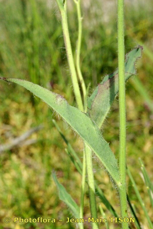Hieracium onosmoides bark