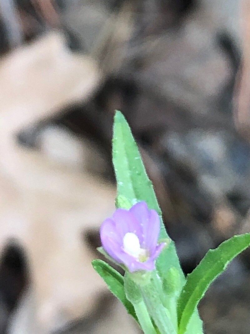 Epilobium palustre flower