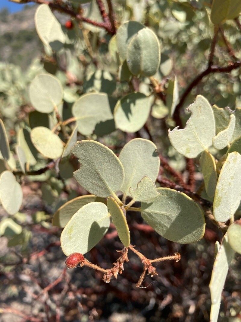 Arctostaphylos viscida — search result for 'Arctostaphylos'