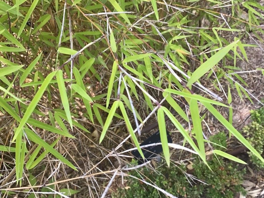 Fargesia ferax — related species from the same genus