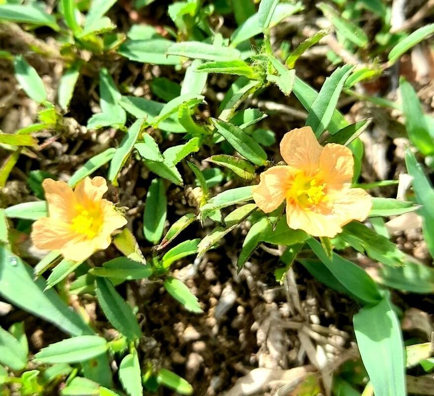 Sida ciliaris flower