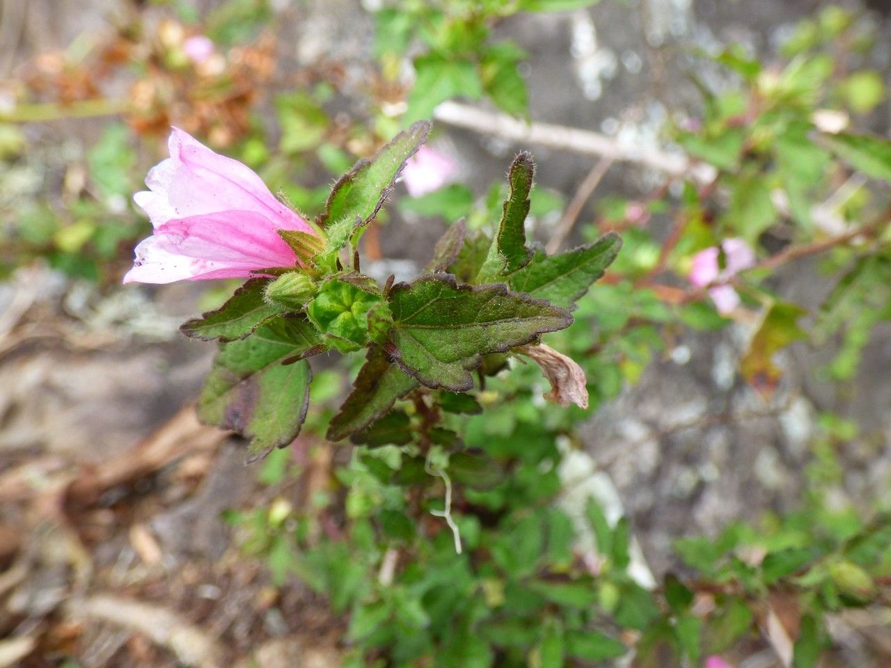 Pavonia columella — search result for 'Pavonia'