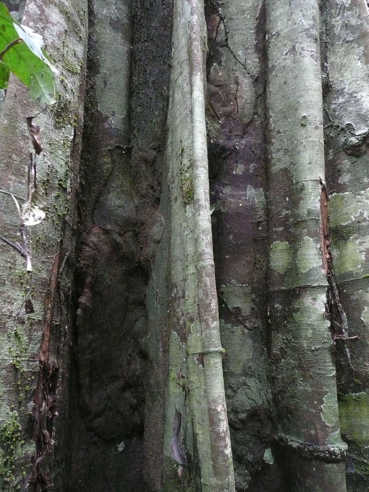 Newtonia aubrevillei bark