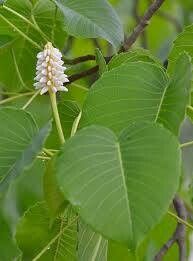 Hura polyandra flower