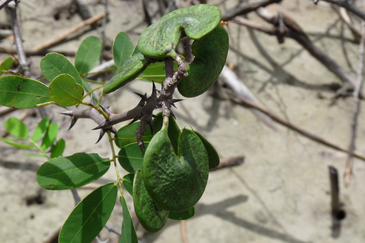 Machaerium lunatum fruit