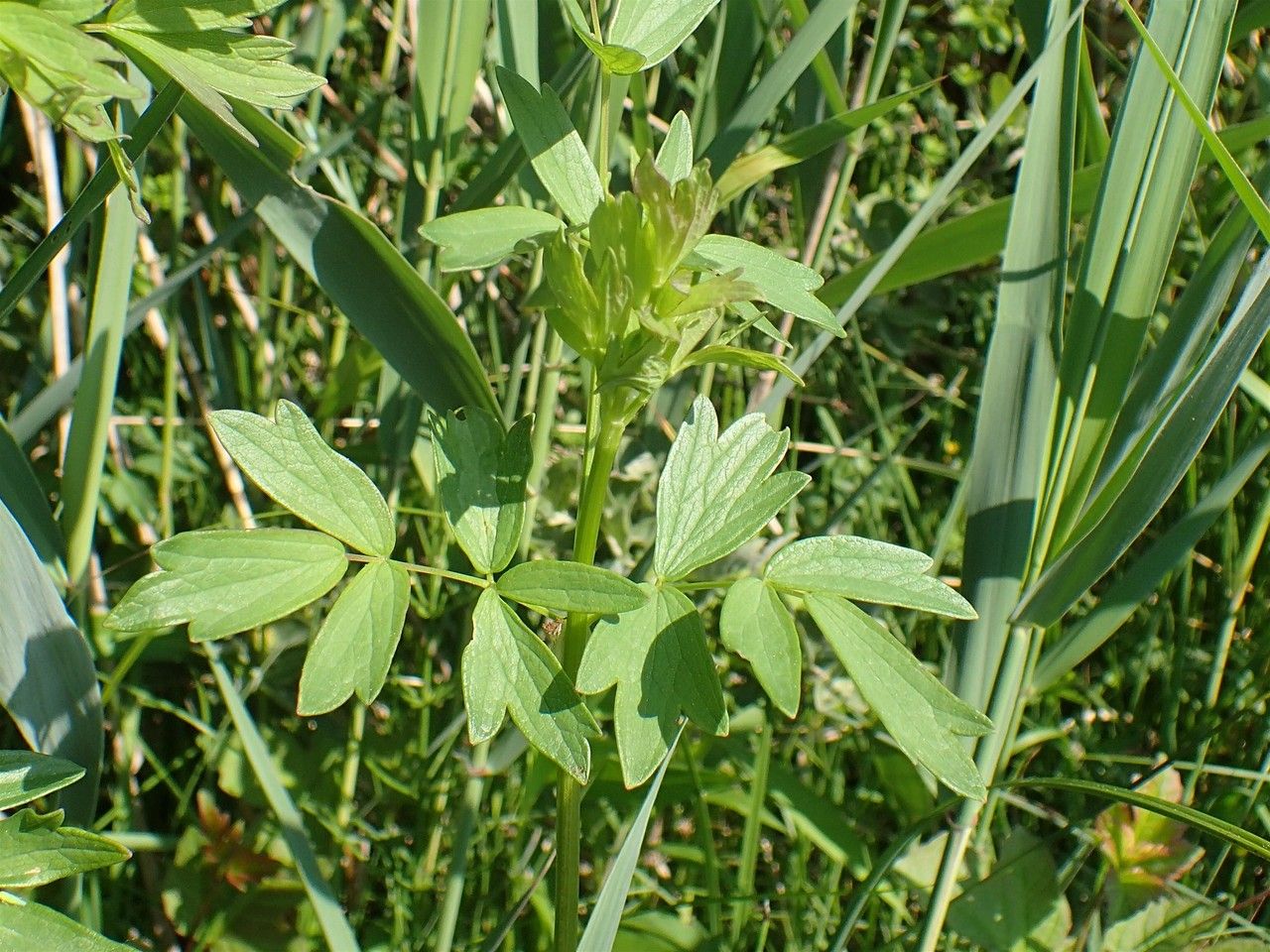 Thalictrum flavum leaf