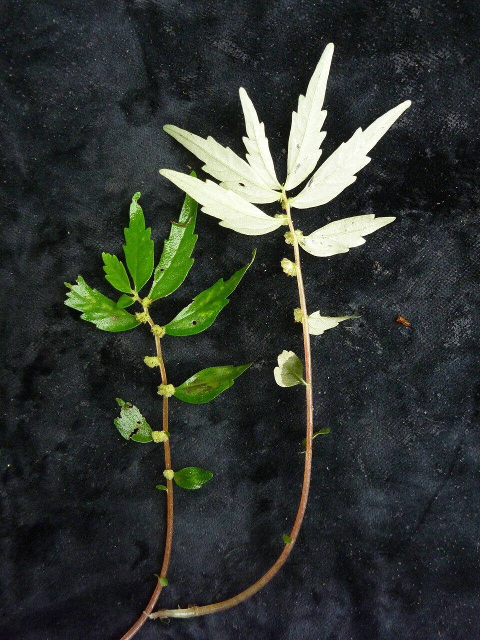 Elatostema pusillum habit