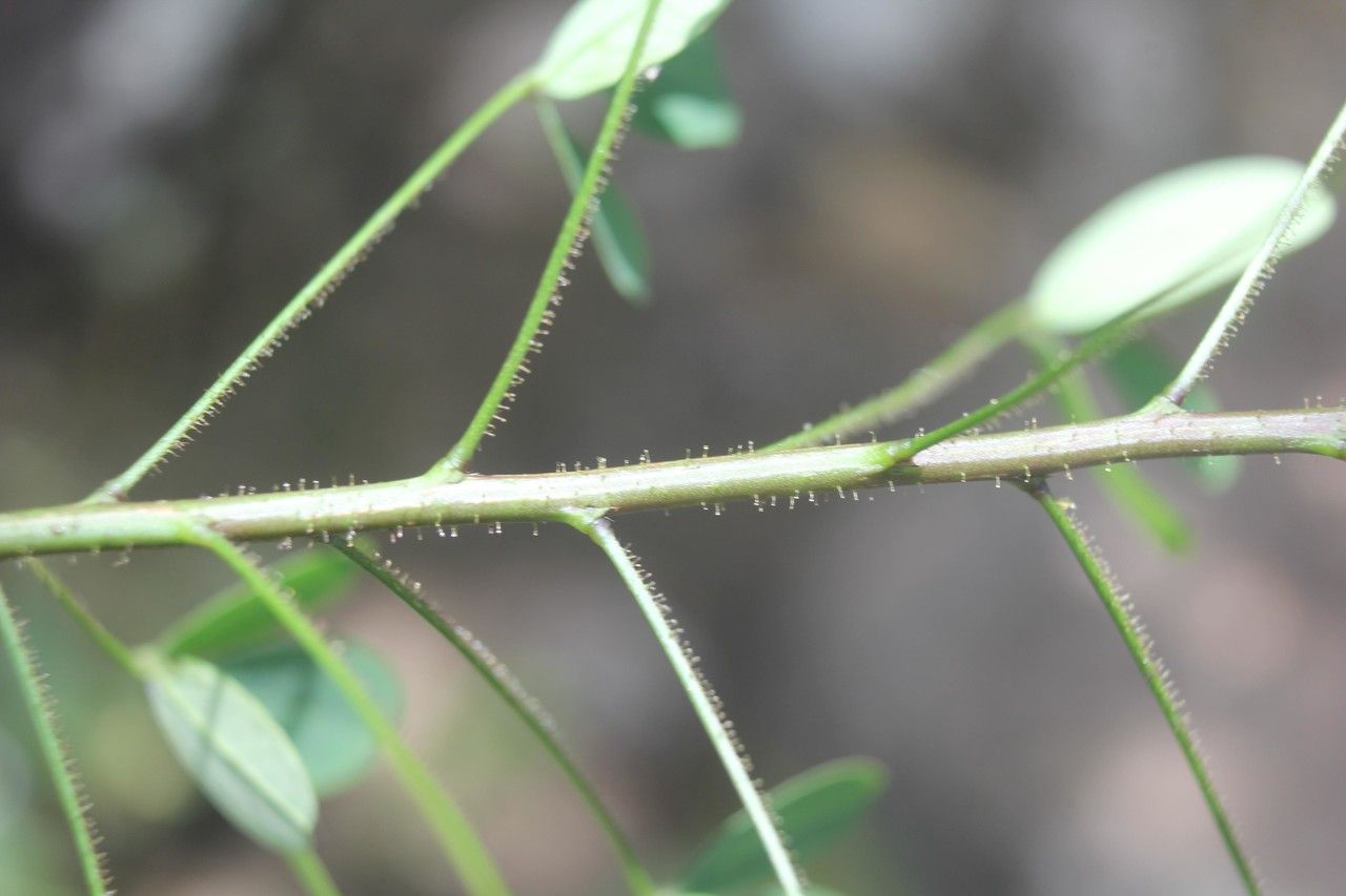 Wedelia fruticosa bark