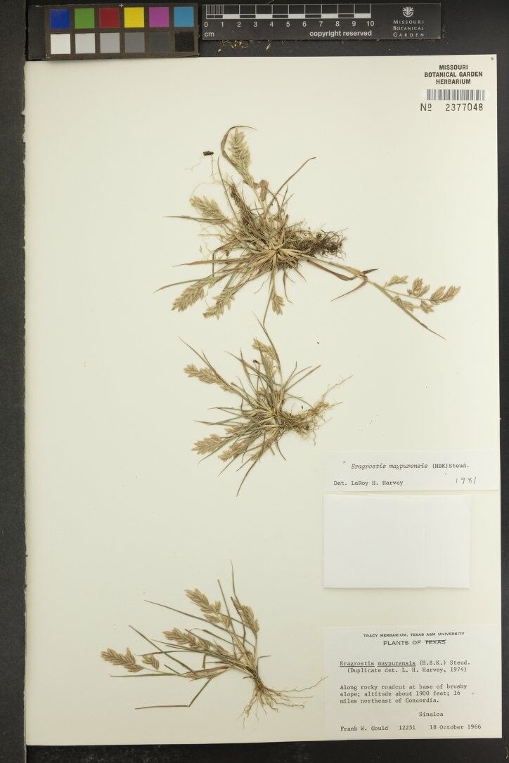 Eragrostis maypurensis other