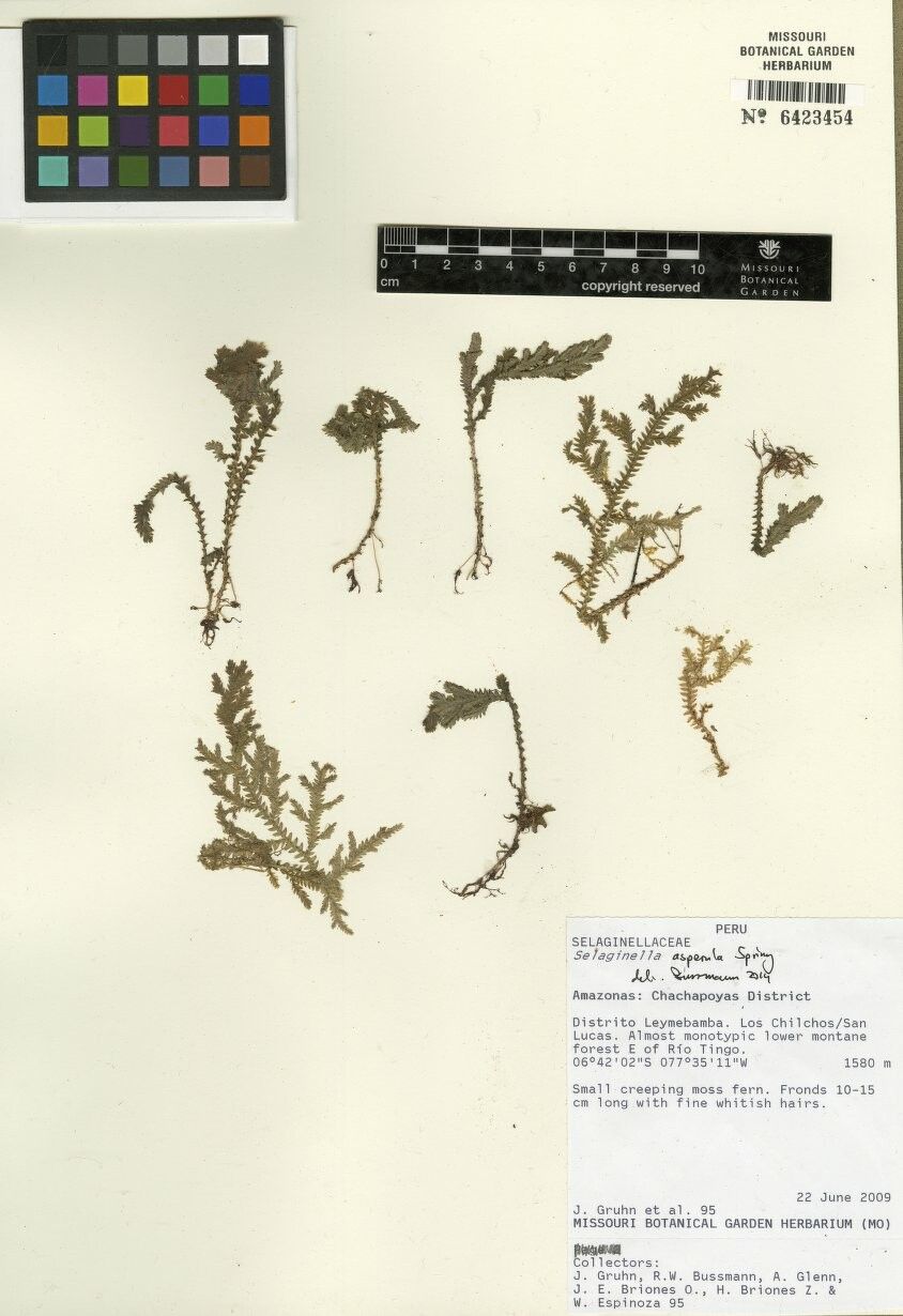 Selaginella asperula — search result for 'Asperula'