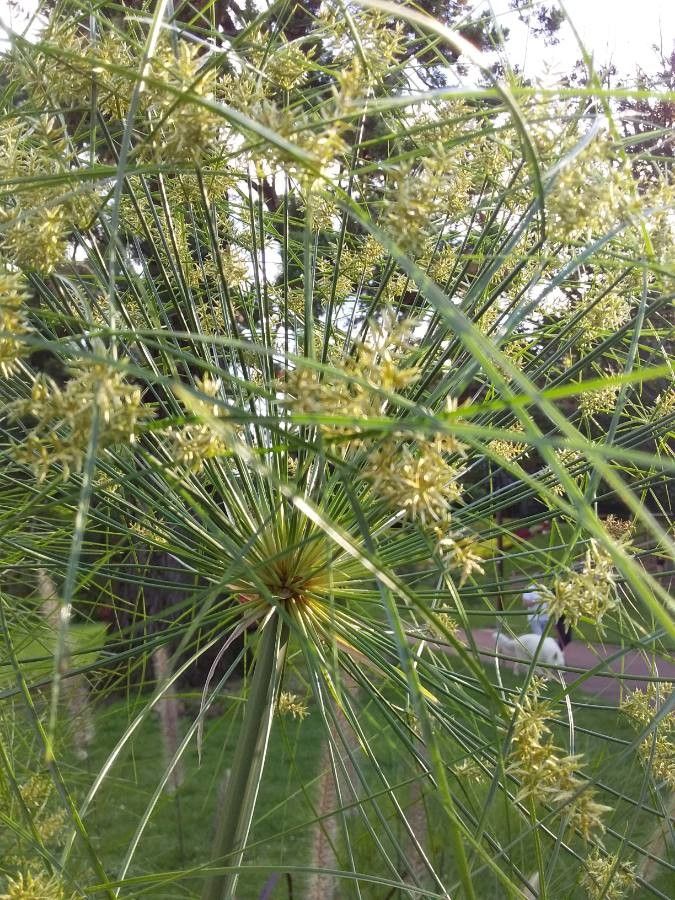 Cyperus giganteus flower
