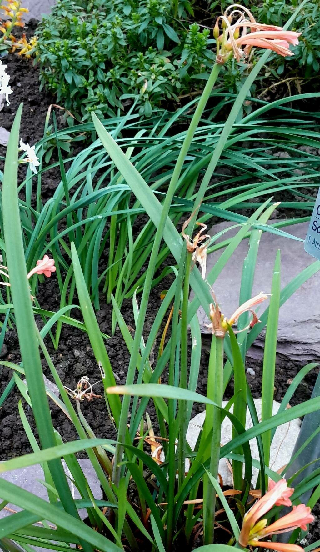 Cyrtanthus angustifolius habit