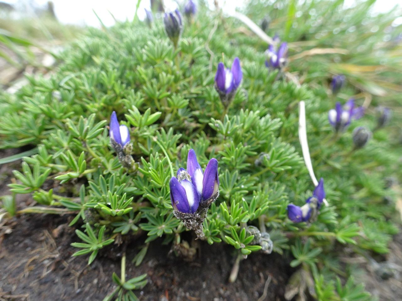 Lupinus microphyllus habit