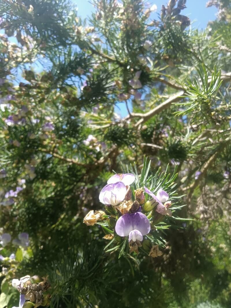 Psoralea pinnata — houseplant care guide