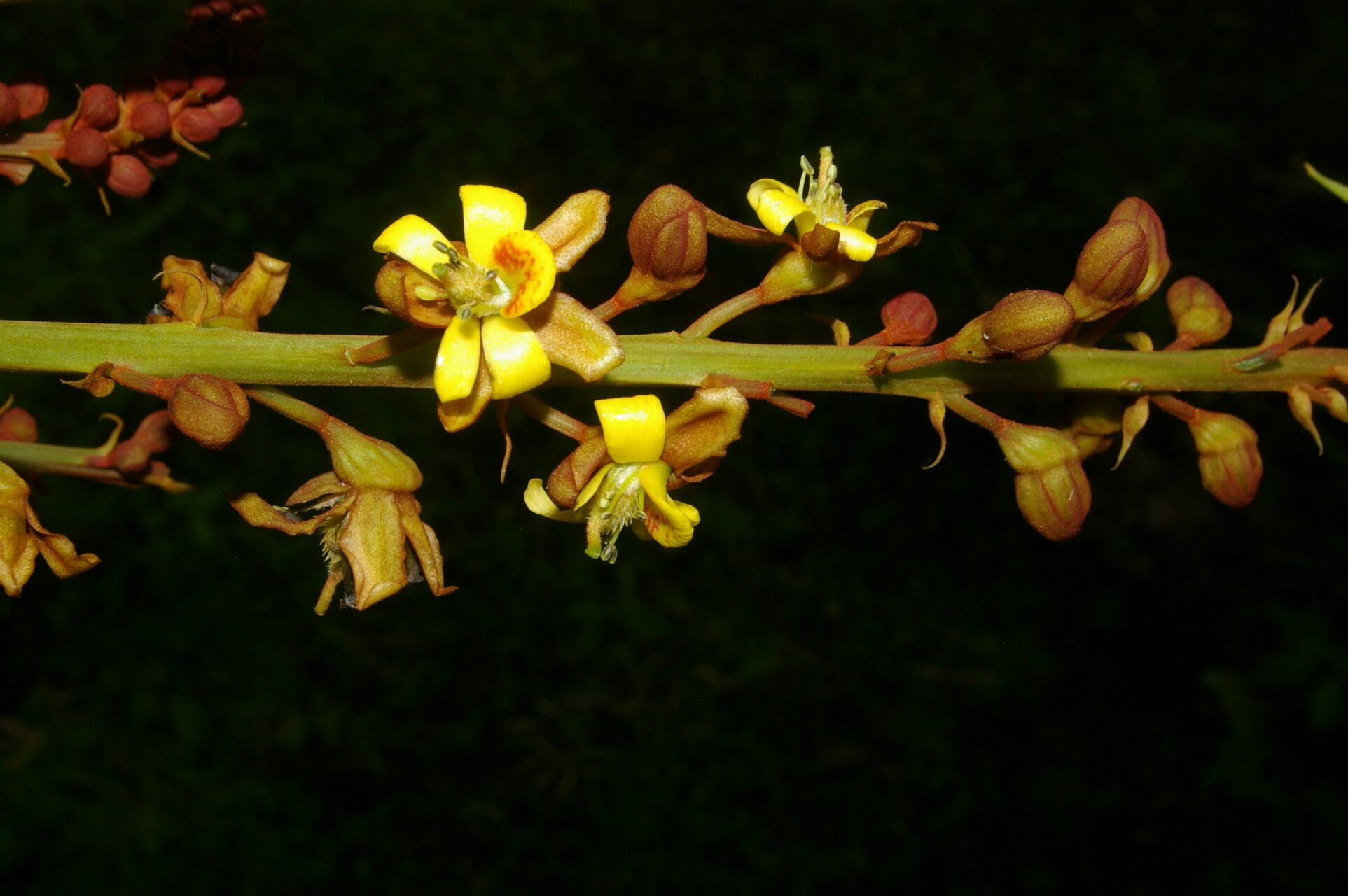 Guilandina urophylla flower