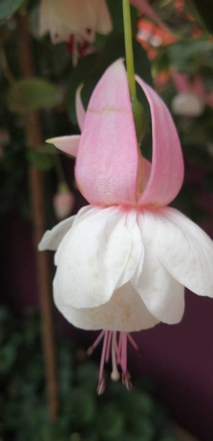 Fuchsia spp. flower