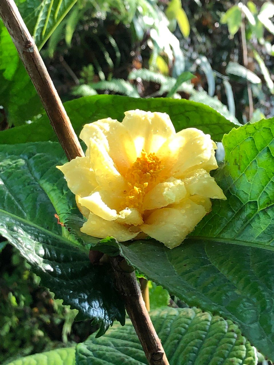 Camellia petelotii fruit