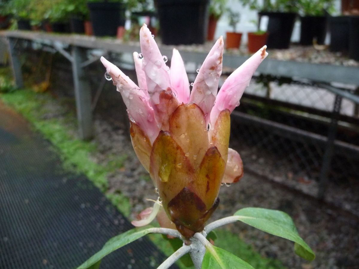 Rhododendron carstensense flower