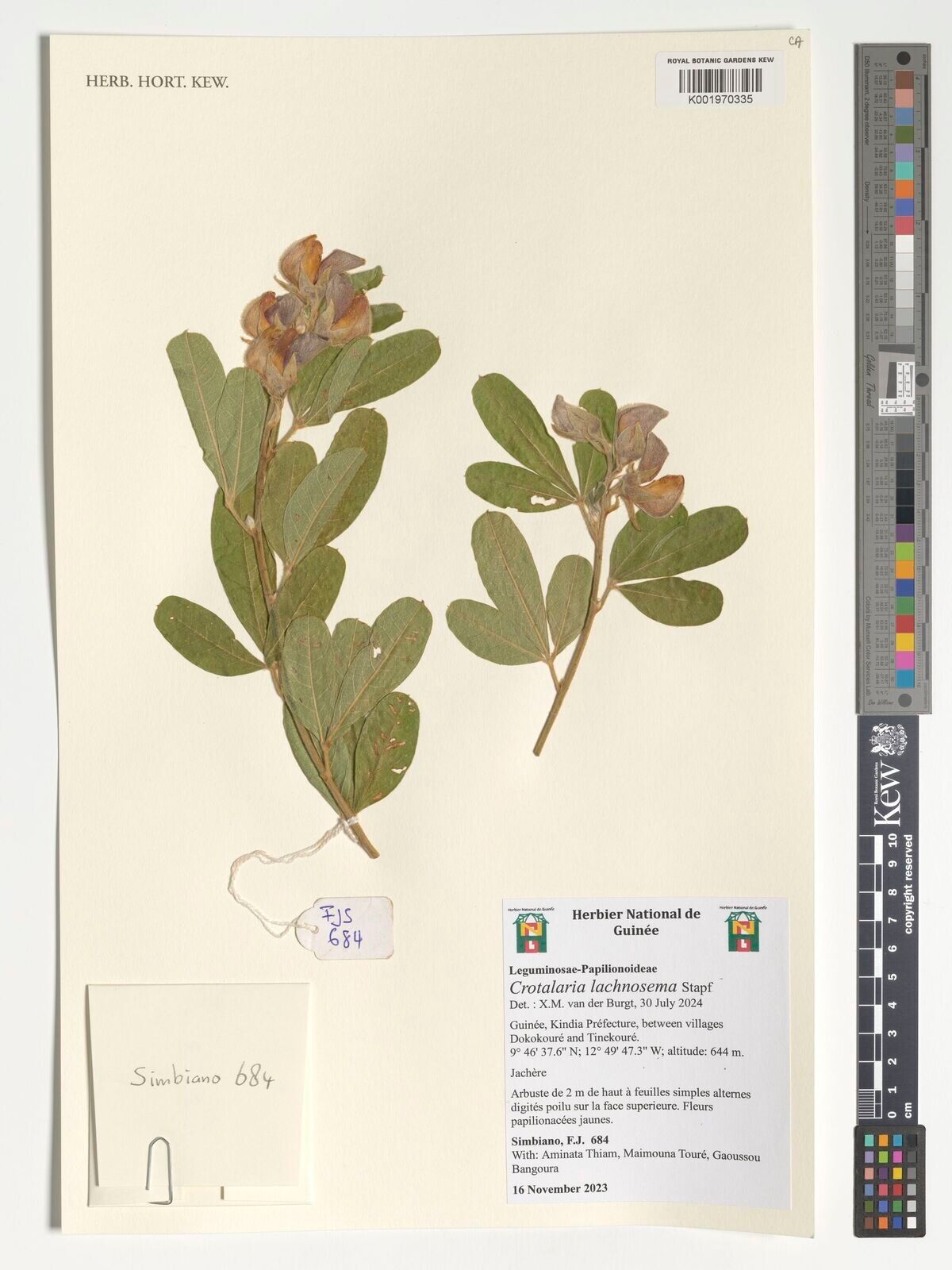 Crotalaria lachnosema — houseplant care guide