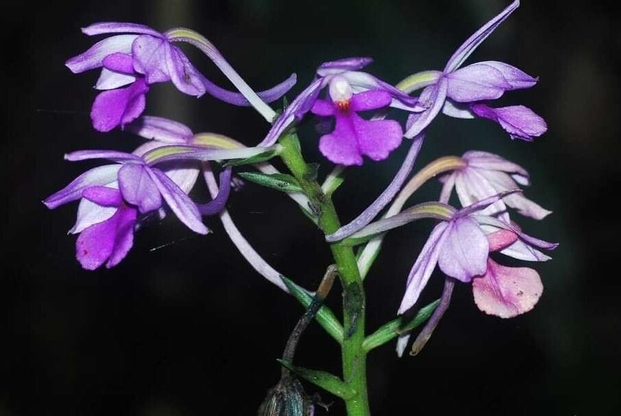 Calanthe sylvatica flower