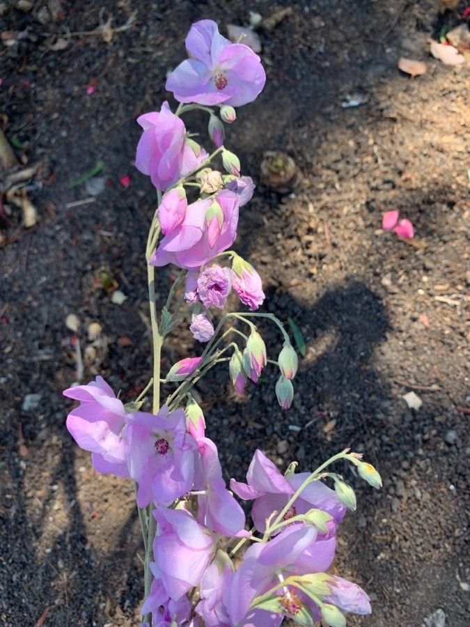 Malacothamnus fasciculatus flower