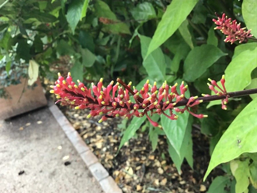 Odontonema tubaeforme flower