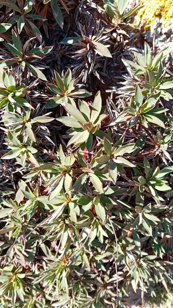 Armeria belgenciensis — related species from the same genus