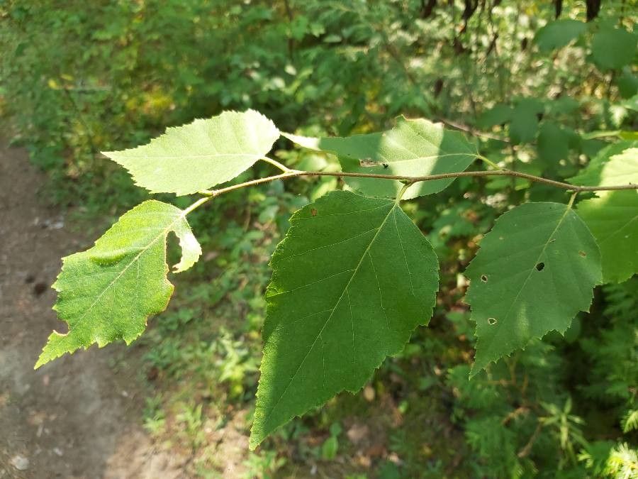 Betula papyrifera leaf