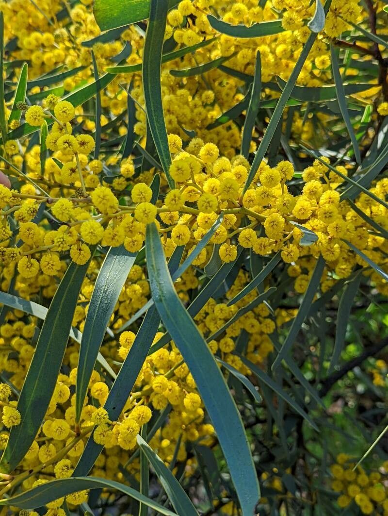 Acacia jennerae — houseplant care guide