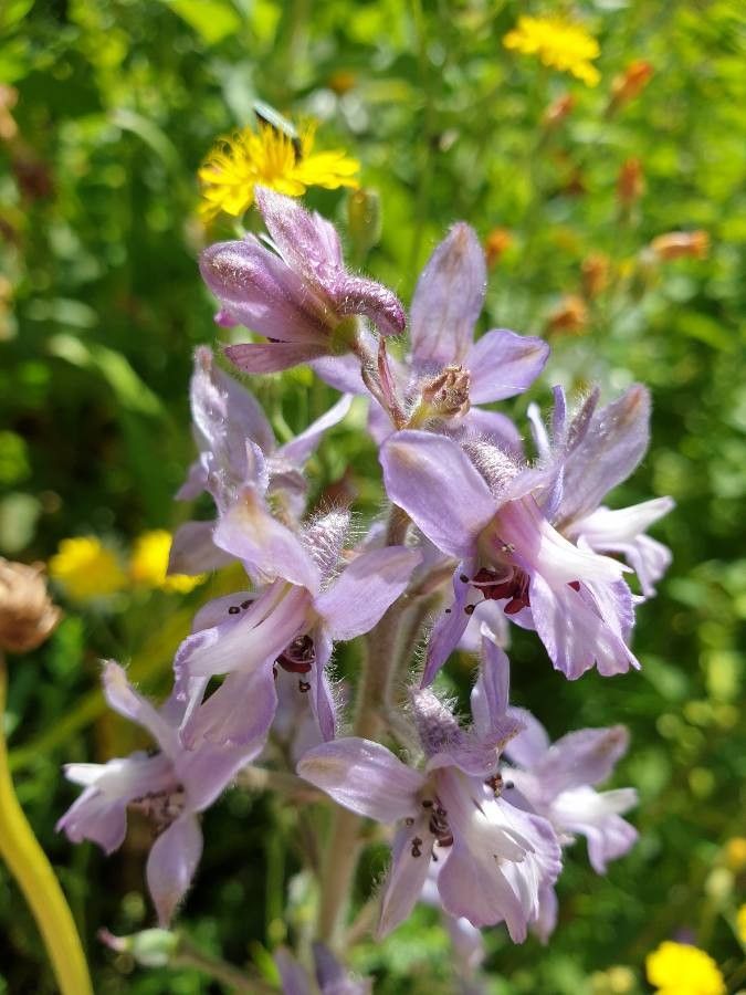 Staphisagria picta flower
