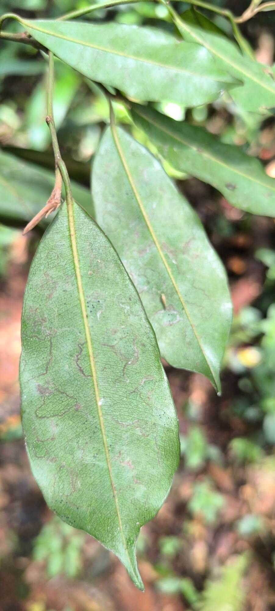 Mimusops bagshawei — related species from the same genus